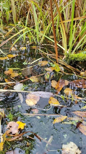 Raindrops and fallen leaves, autumn