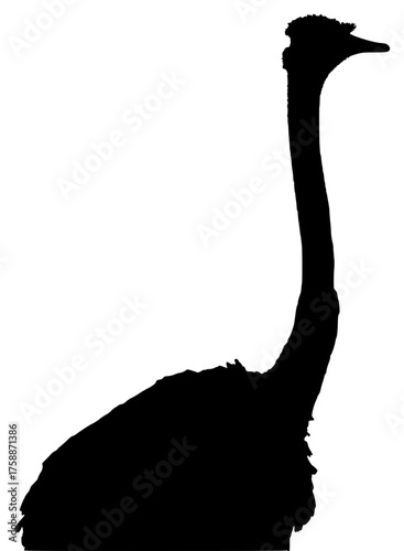 a black silhouette of a ostrich on a transparent background, bird, black, head, large, neck, ostrich, silhouette, stand, tall, walk 