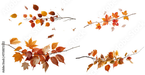 beautiful autumn leaves on a transparent background