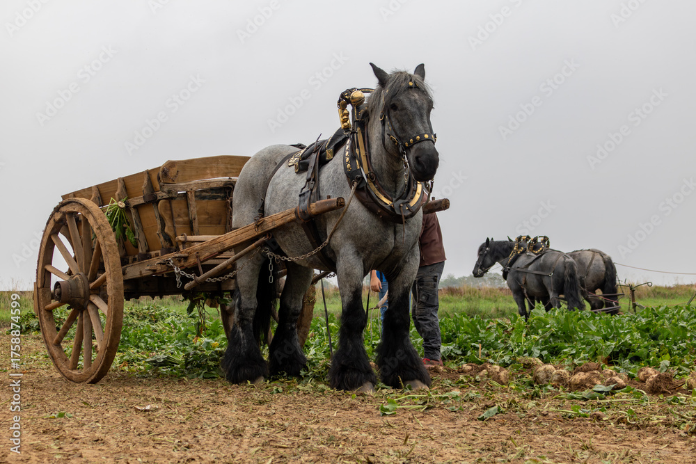 Fototapeta premium Arbeitspferde bei der Zuckerrüben Ernte