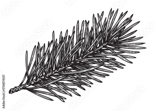 Detailed black and white illustration of a pine tree branch with sharp, elongated needles arranged symmetrically.