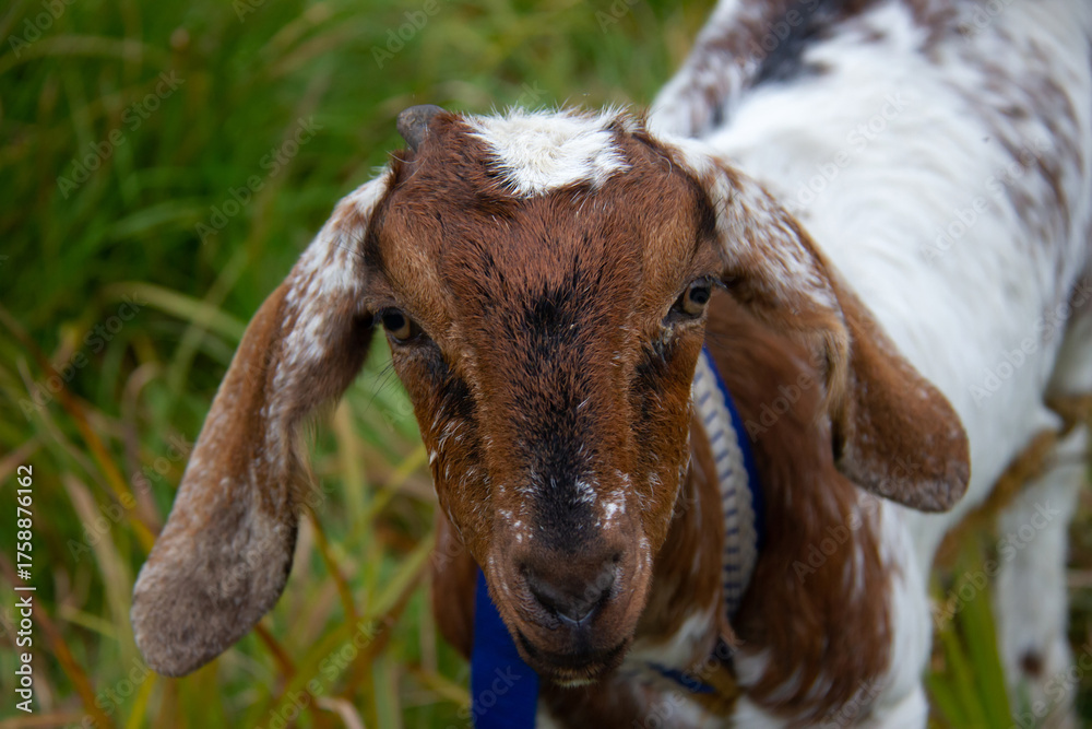 Fototapeta premium Portrait of a goat on a pasture. Against a background of green grass.