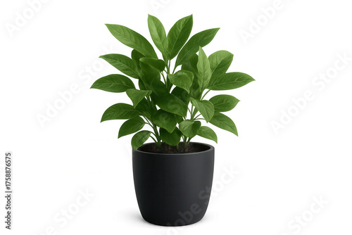 Potted houseplant for home decoration and office landscaping, providing green living space, isolated on transparent background