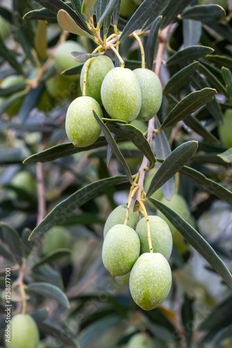 Green olives in olive tree ...