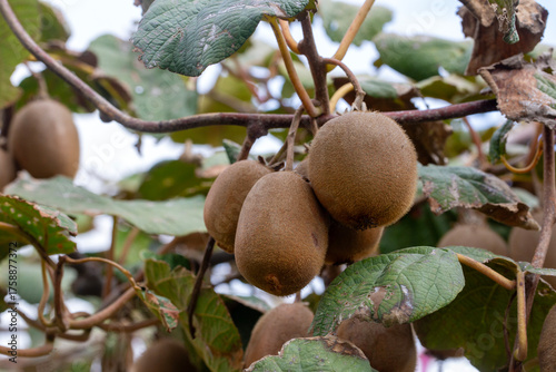 Kiwi picking season. Kiwi o...