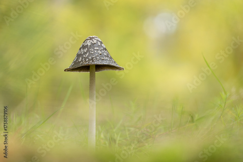 Magpie Inkcap in beautiful autumn light