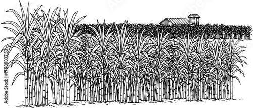Sugar Cane Plantation Field Detailed Black and White Outline Line Art Drawing Illustration
