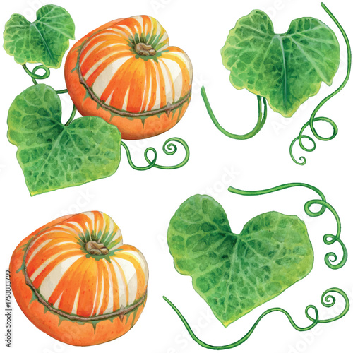 Watercolor hand drawn turban squash and leaves