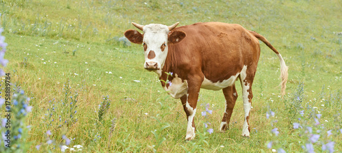 Canvas Print Brown and white cow grazing in flower-dotted meadow on a sunny day