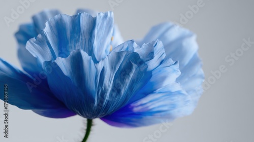 Close-up of a single blue flower. the petals of the flower are a deep, vibrant blue color and are arranged in a fan-like pattern.