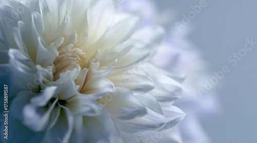 Close-up of a white dahlia flower. the petals are delicate and have a soft, velvety texture. the center of the flower is a pale yellow color, with a hint of orange.
