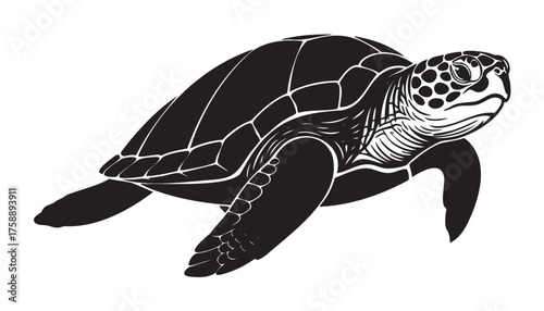 Black and white illustration of a sea turtle swimming, showcasing detailed shell patterns, and textured features, representing marine life.