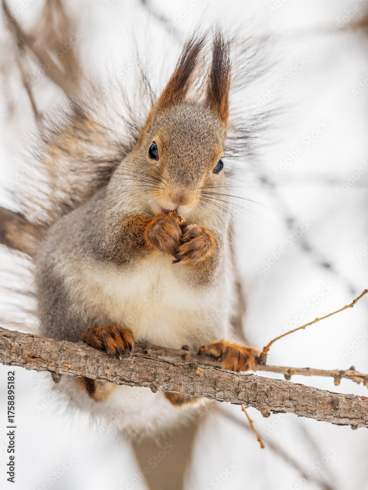 Fototapeta premium The squirrel with nut sits on tree in the winter or late autumn