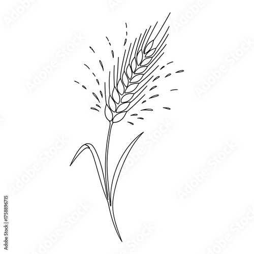 Line art wheat vector drawing, wheat ear outline, wheat illustration, grain drawing, wheat stalk vector image