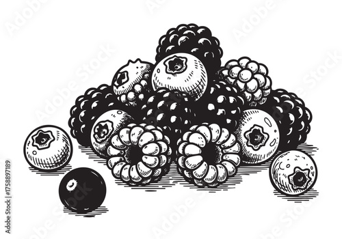 Detailed black and white ink drawing of a pile of assorted berries, including raspberries, blueberries, and blackberries, showcasing intricate shading and textures.