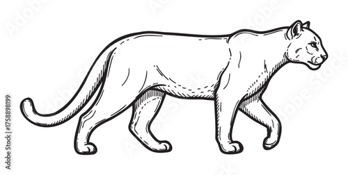 Black and white sketch of a walking cougar, showcasing intricate line details and realistic features.