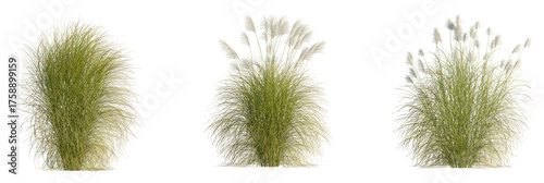 Miscanthus sinensis gracillimus tree, front view, cutout, transparent background, isolate, Ornamental grass plumes create stunning natural landscaping element