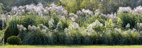 Wallpaper Mural Flowering ornamental grasses, Miscanthus Memory, in a cottage garden. Background, banner Torontodigital.ca