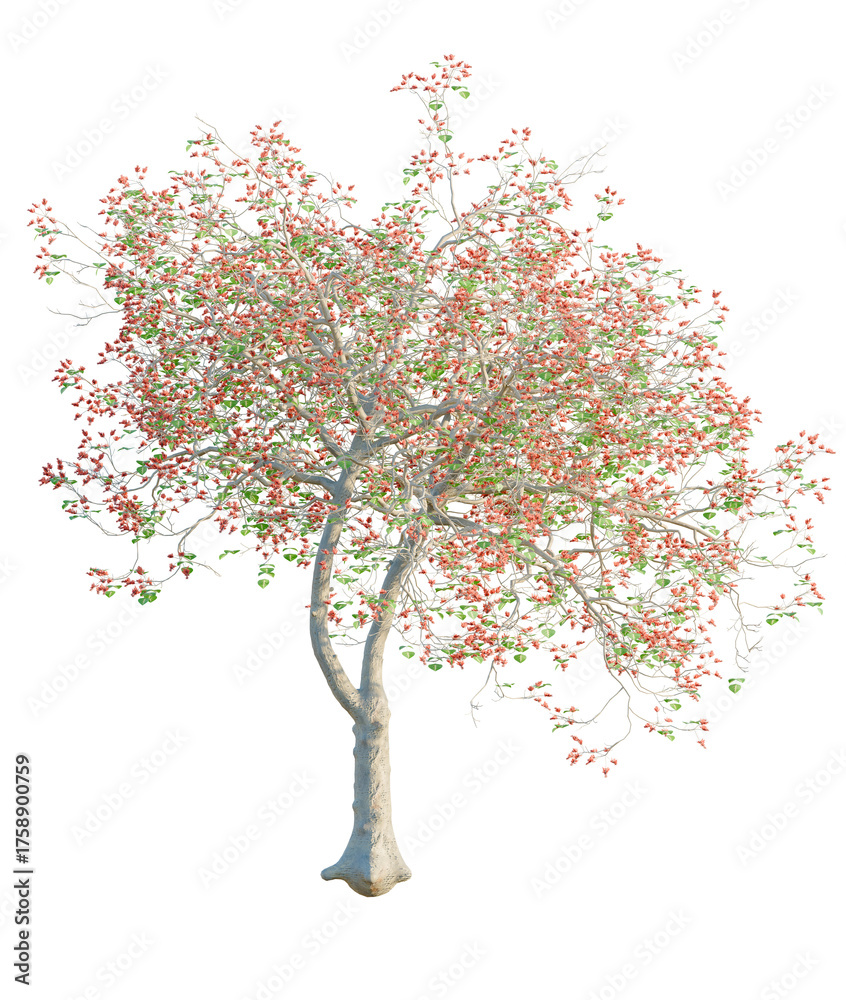 Obraz premium Erythrina variegata tree, front view, cutout, transparent background, isolate, Beautiful tree blossoms with vibrant red buds in springtime scenery