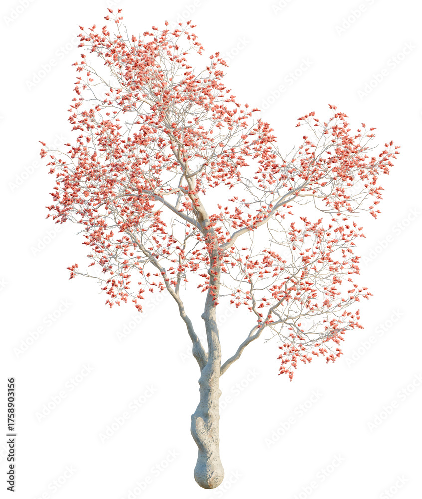 Fototapeta premium Erythrina variegata tree, front view, cutout, transparent background, isolate, Delicate pink blossoms on bare branches create a stunning spring effect