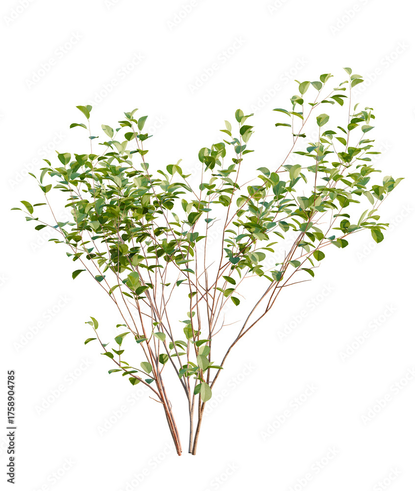 Fototapeta premium Frangula alnus tree, front view, cutout, transparent background, isolate, Green bush with leaves isolated, perfect for garden designs and landscaping