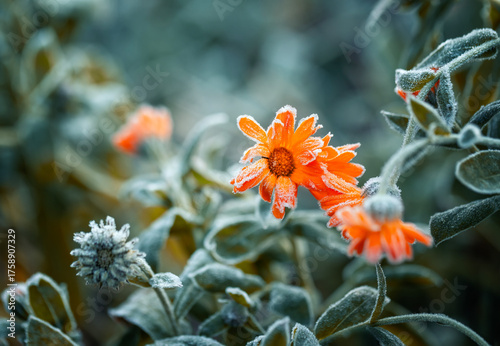 nature with marigold flowers covered with cold clear crystals of blue hoarfro...