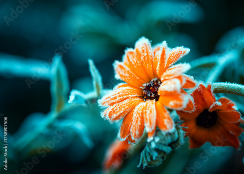 Autumn nature with marigold flowers covered with cold clear crystals of blue ...