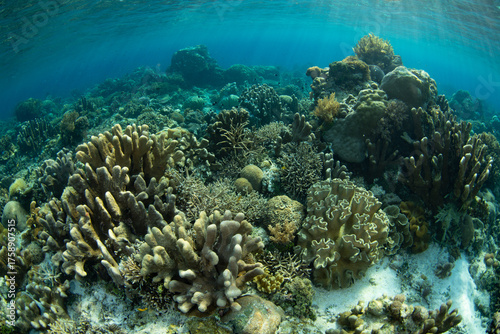 A beautiful and biodiverse coral garden thrives in the shallows near Alor, Indonesia. This scenic part of the Lesser Sunda Islands harbors extraordinary marine biodiversity.