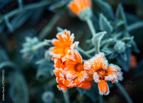 Autumn nature with marigold flowers covered with cold clear crystals of blue ...