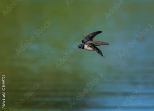 A barn swallow bird flies over the water and watches insects on the surface