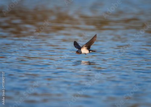 A barn swallow bird flies over the water and catches insects on the surface