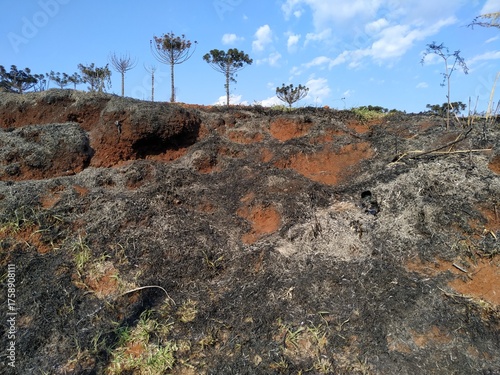 Canvas Print Burnt earth landscape with exposed red soil and charred vegetation under blue sky — symbolizing environmental damage, land degradation and ecological recovery after fire