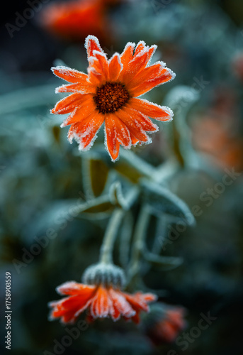 Autumn landscape with marigold flowers covered with cold transparent crystals of blue hoarfrost on a frosty morning in the park