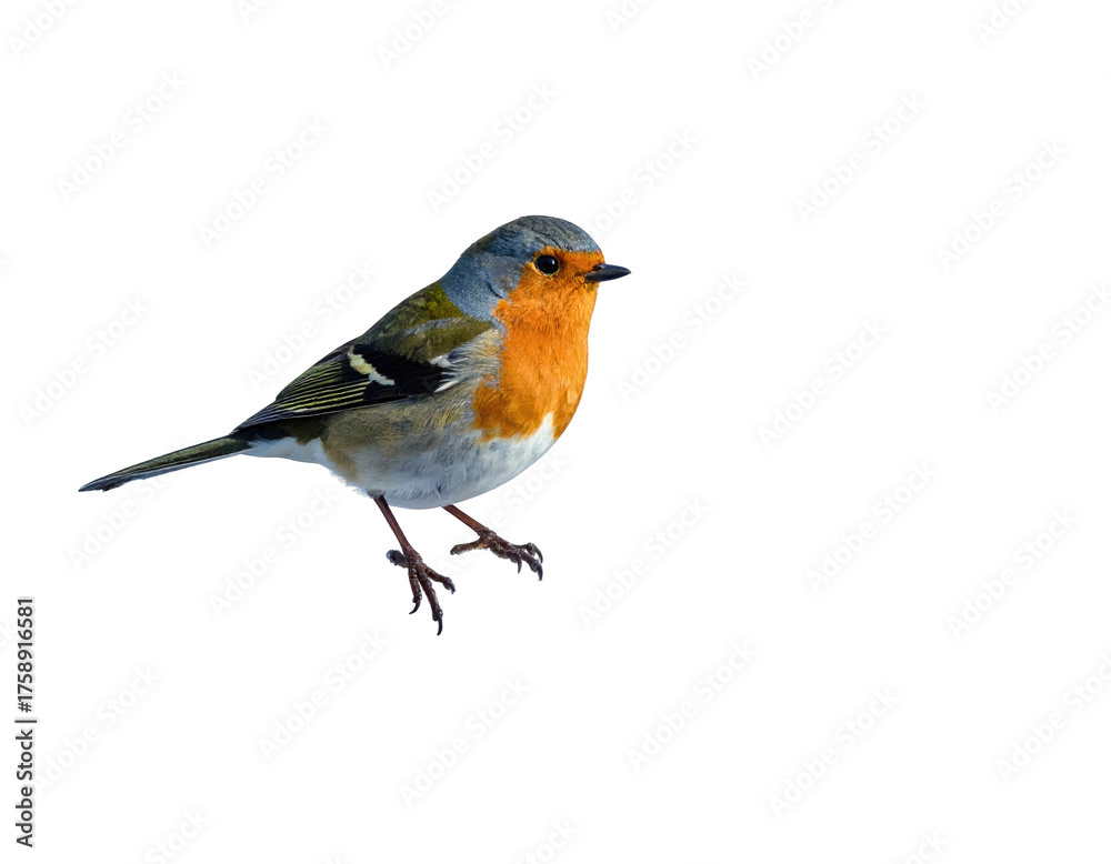 Obraz premium European robin bird with bright orange breast isolated on white.