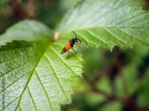 Fly on leaf summer garden