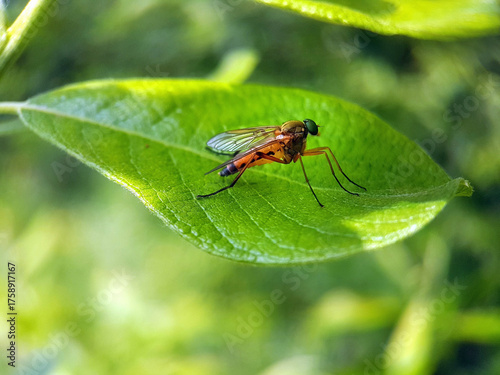 Fly on leaf summer garden