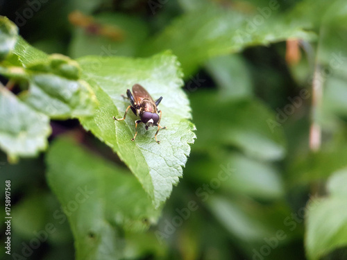 Fly on leaf summer garden