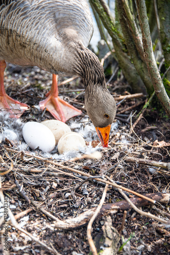 Mother brown goose taking care of her eggs in the nest