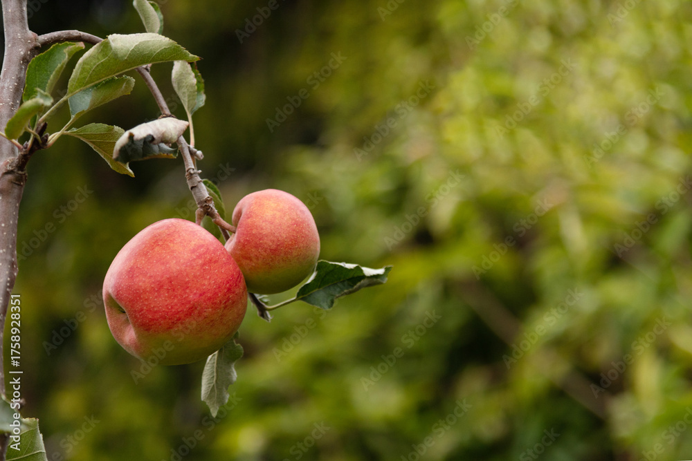 Obraz premium Two ripe red apples on a branch. An apple tree with ripe apples. Space for text. Background