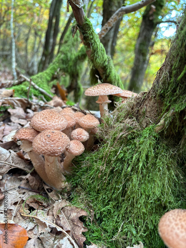 Quadro em tela Honey fungus (Armillaria mellea) — cluster of brown mushrooms growing on mossy tree roots