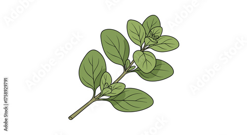 Herbal plant oregano growing in a garden with its aromatic leaves.