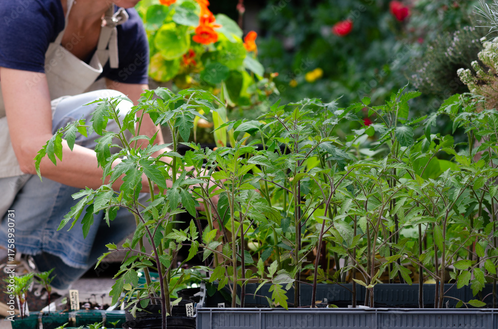 Fototapeta premium A woman gardener preparing young kitchen garden plants ready to be transplanted.
