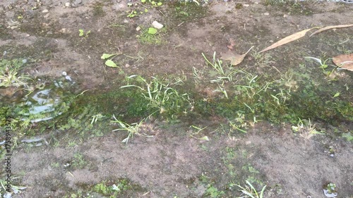 Raindrops and fallen leaves, autumn