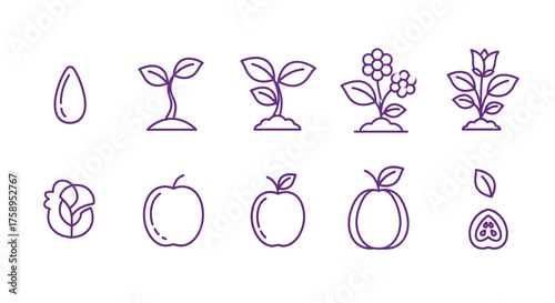 Illustration of plant life cycle from seed to flower and fruit growth