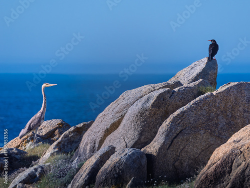 Escena en la que se observan y se miran una garza y un cuervo ante un mar de intenso azul