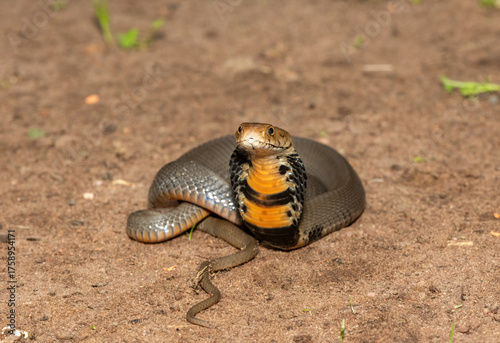 The feared Mozambique Spitting Cobra (Naja mossambica) displaying its signature hood in a defensive pose – Africa’s deadly venomous snake
