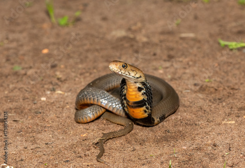 The feared Mozambique Spitting Cobra (Naja mossambica) displaying its signature hood in a defensive pose – Africa’s deadly venomous snake