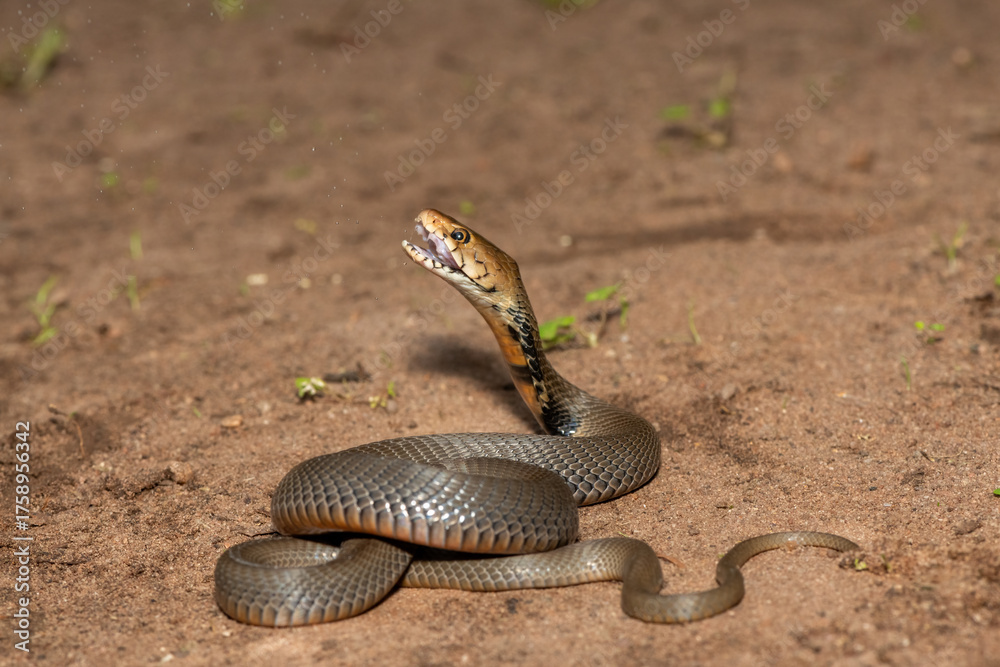 Fototapeta premium The feared Mozambique Spitting Cobra (Naja mossambica) prepared to spit its venom – Africa’s deadly venomous snake