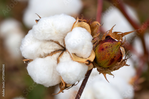 Cotton fields ready for har...