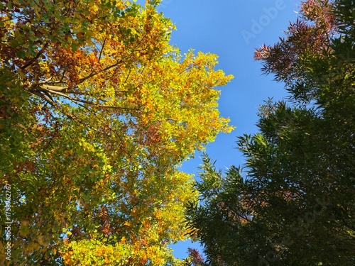 Photos Albero autunnale, fogliame autunnale, foliage